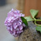 紫陽花