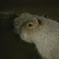 Capybara
