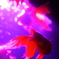 きんぎょ