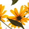 花。＠916