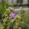 庭の花