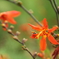 オレンジの花と虫
