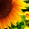 太陽の花