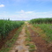 IMGP2004