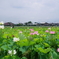 田園の蓮畑