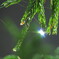雫にはじける虹色の光　その1