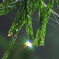 雫にはじける虹色の光　その2