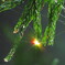 雫にはじける虹色の光　その4