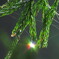 雫にはじける虹色の光　その5