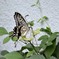花・草木＋α/アゲハ３題　①