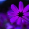 花・裏・秋