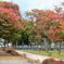 拓勇公園紅葉