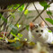 子猫のうちの一匹です