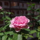 IMGP0166