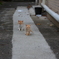 子猫の兄弟