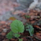 朽木に生えた芽