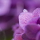 太陽の中で紫に光る花