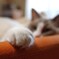 まねきねこ