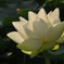 斜光