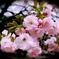 おめかし桜