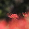 彼岸花