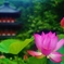 蓮
