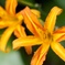 lily
