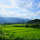 田舎の夏の午後