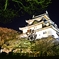 和歌山城と夜桜