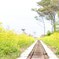 菜の花と遊園地の線路