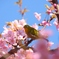 花見