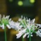 Agapanthus　*2