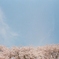 水色桜色。