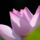 花冠