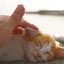 ノラのクセに・・。