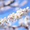 早咲きの桜　2013春