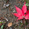 First day of fall