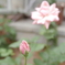 淡色薔薇