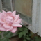 淡色薔薇