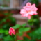 濃色薔薇