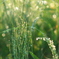 水滴の花火