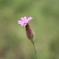 花言葉