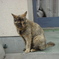 naojimaのねこですが、なにか？