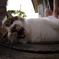 ねこ