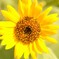summer's flower