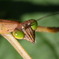 カマキリ