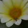 花と蜘蛛