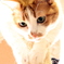 やる気あり白茶猫