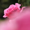pinkpink