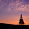 ８月のクリスマスツリー